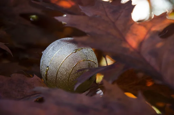 Gray christmas  bounty — Stock Photo, Image