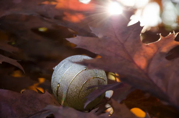 Gray christmas  bounty — Stock Photo, Image