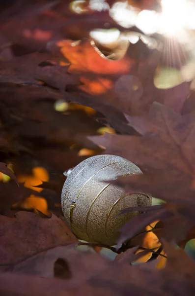 Kerst grijze zon — Stockfoto