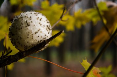 Yılbaşı yeni yıl gri