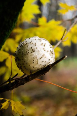 Yılbaşı yeni yıl gri