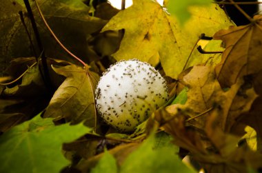 Yılbaşı yeni yıl gri