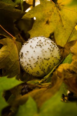 Yılbaşı yeni yıl gri