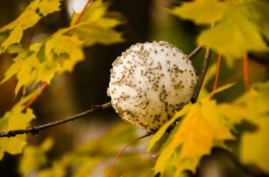 Yeni yıl gün sonbahar