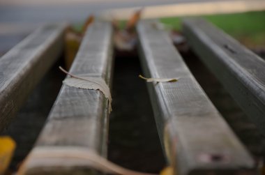 sonbahar sonbahar yaprakları