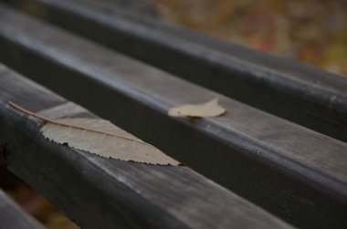 sonbahar sonbahar yaprakları