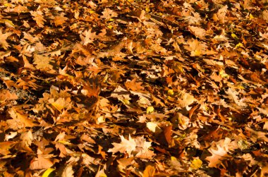 Sonbahar yaprakları düşer