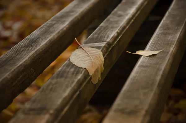 秋の紅葉 — ストック写真