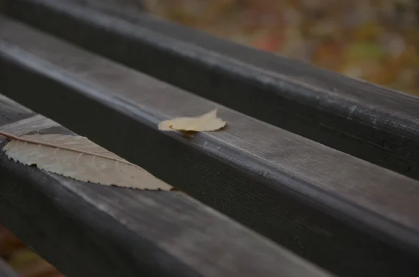 Hojas de otoño — Foto de Stock