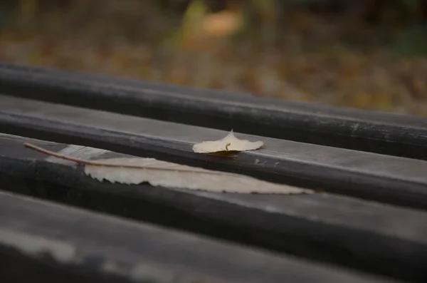 Herfst Herfstbladeren — Stockfoto