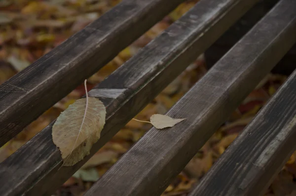 Herfstbladeren vallen — Stockfoto