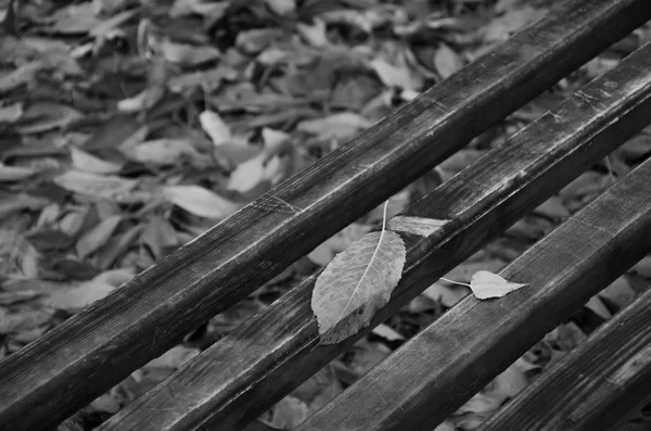 Herbstblätter fallen — Stockfoto