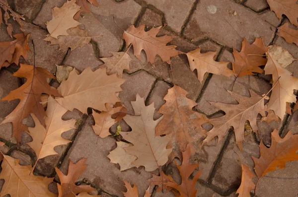 Autumn leaves fall — Stock Photo, Image