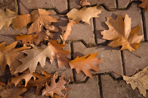 Őszi levelek hullanak — Stock Fotó