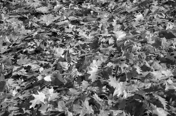 Herbstblätter fallen — Stockfoto