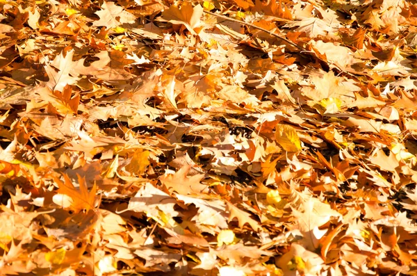 autumn leaves fall