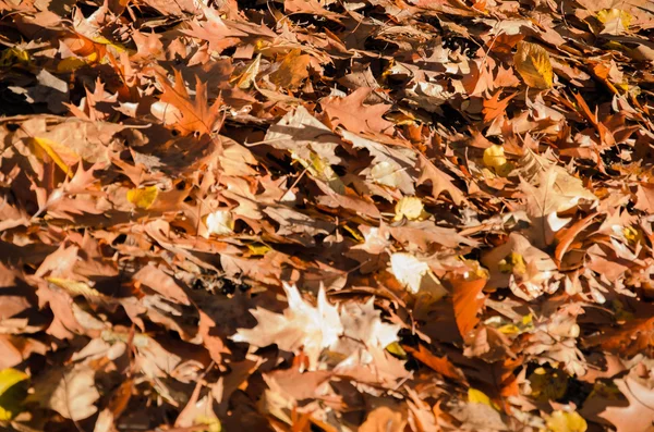 Autumn leaves fall — Stock Photo, Image