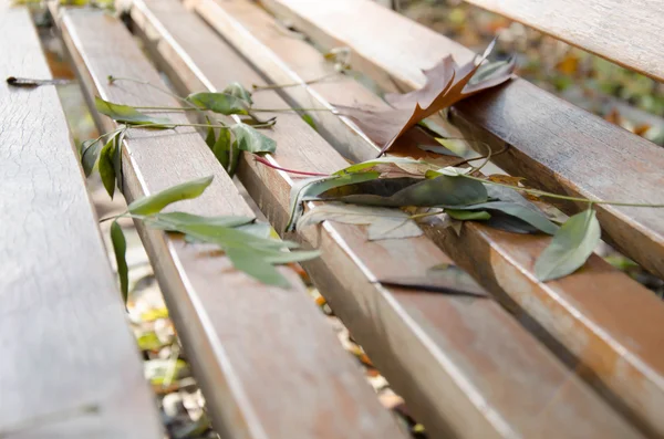 Fall leaves autumn — Stock Photo, Image