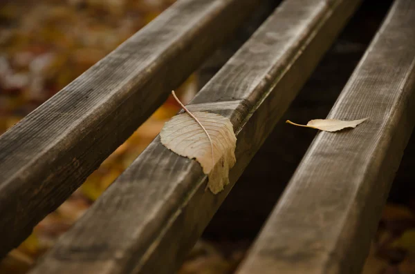 Herbstblätter fallen — Stockfoto