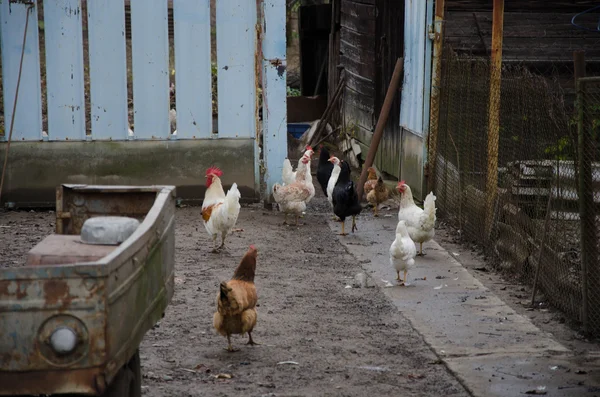 Zwierzęta ogród z kurczaka — Zdjęcie stockowe