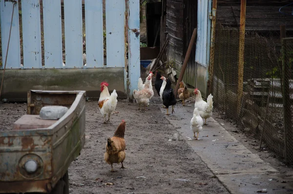 Poulet animal jardin — Photo