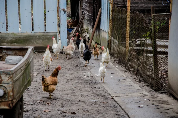 Giardino animale di pollo — Foto Stock