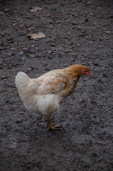 Battery hen kitchen — Stock Photo, Image