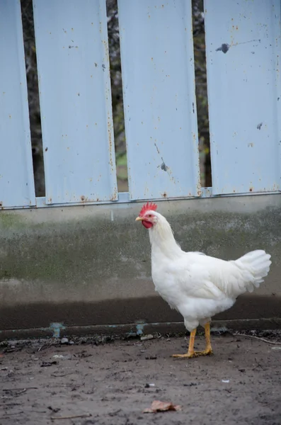 Kuchyňské baterie slepice — Stock fotografie