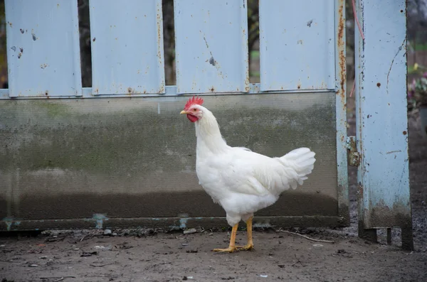 Kuchyňské baterie slepice — Stock fotografie