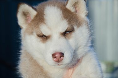 köpek yavrusu köpek kurt