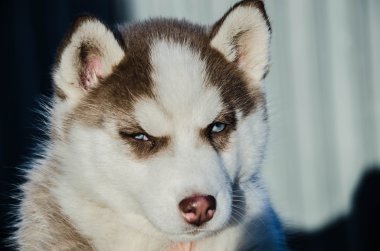 köpek yavrusu köpek kurt
