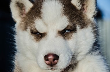köpek yavrusu köpek kurt