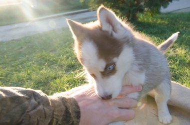 köpek yavrusu köpek kurt