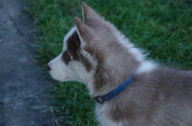 köpek yavrusu köpek kurt