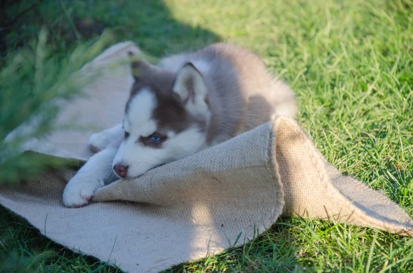 Welpe Hund Wolf — Stockfoto