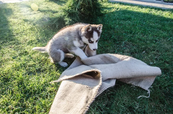 Cucciolo cane lupo — Foto Stock