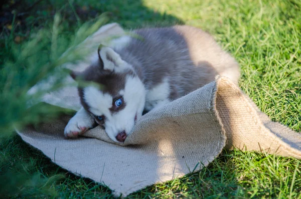 Puppy dog wolf — Stock Photo, Image