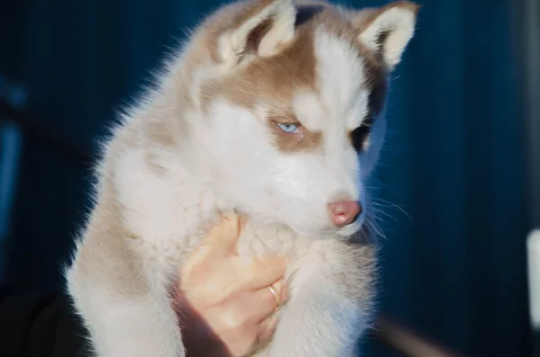 Cachorro perro lobo — Foto de Stock