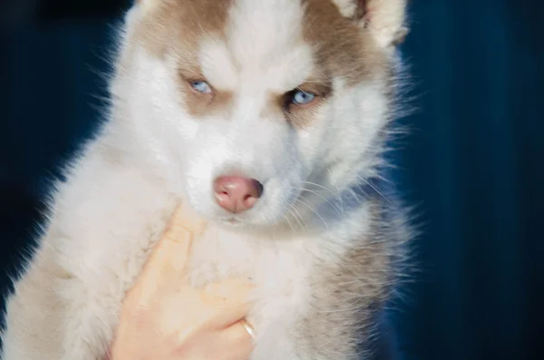 Puppy dog wolf — Stock Photo, Image