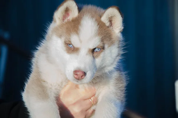 Welpe Hund Wolf — Stockfoto