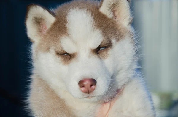 Puppy dog wolf — Stock Photo, Image