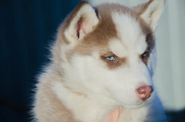 Puppy hund wolf — Stockfoto