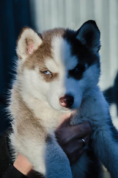 Cachorro cão lobo — Fotografia de Stock