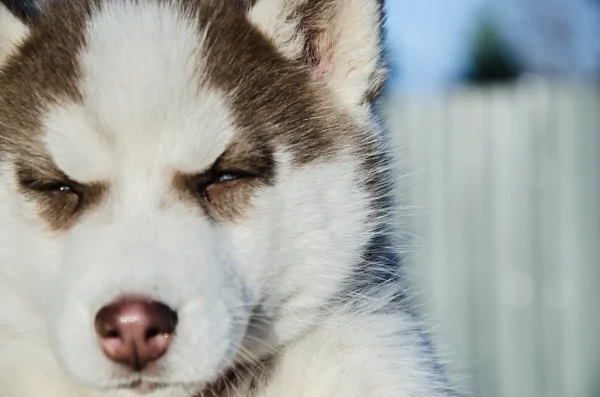 Puppy dog wolf — Stock Photo, Image