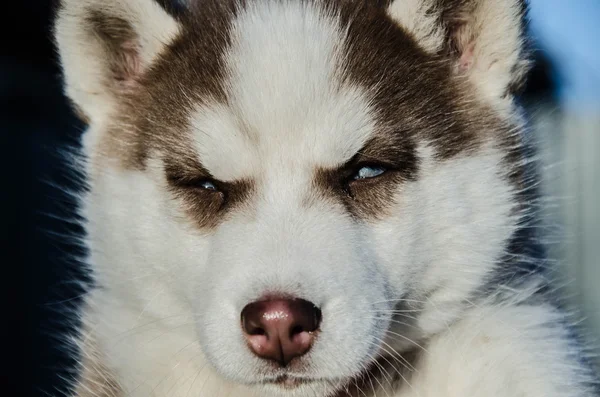 子犬犬オオカミ — ストック写真