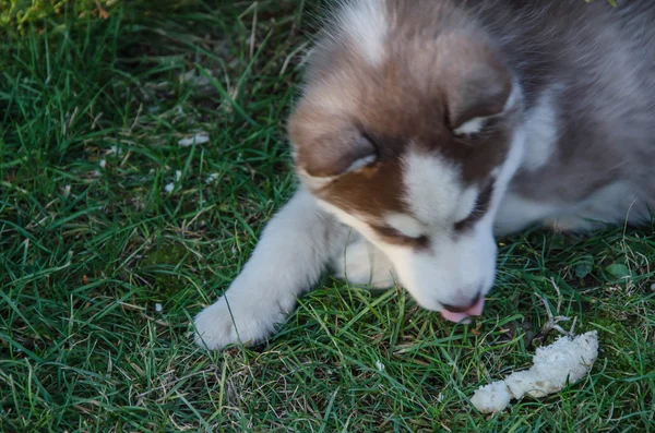 Welpe Hund Wolf — Stockfoto