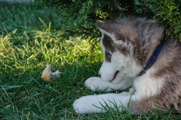 강아지 개 늑대 — 스톡 사진