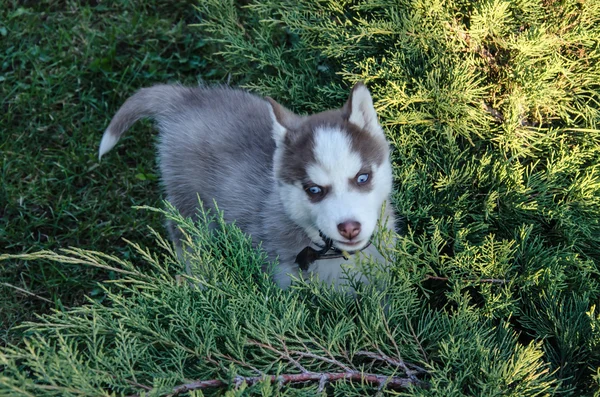 Welpe Hund Wolf — Stockfoto