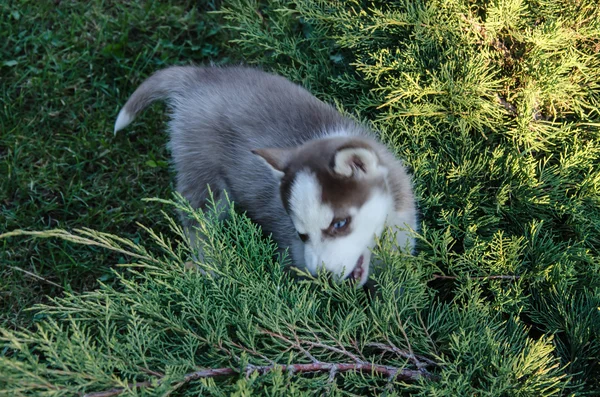 Welpe Hund Wolf — Stockfoto