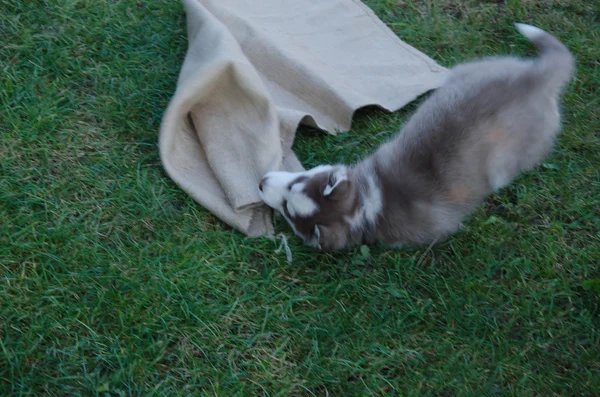 Cucciolo cane lupo — Foto Stock